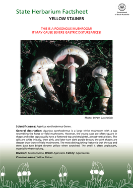 State Herbarium Factsheet — Yellow Stainer Text by P.S