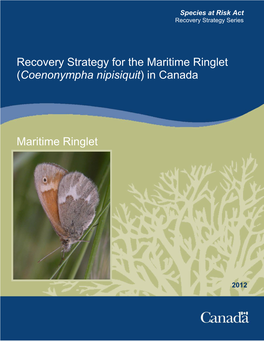 Maritime Ringlet (Coenonympha Nipisiquit) in Canada