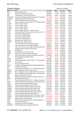 Protein Kinase