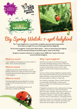 Big Spring Watch: 7 -Spot Ladybird the 7-Spot Ladybird Is a Very Familiar, Brightly Coloured Red/Orange Beetle