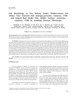 Gill Morphology in Two Bottom Feeder Mediterranean Sea Fishes: Grey