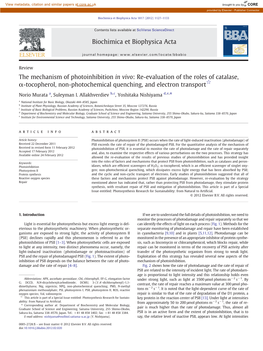 The Mechanism of Photoinhibition in Vivo: Re-Evaluation of the Roles of Catalase, Α-Tocopherol, Non-Photochemical Quenching, and Electron Transport☆