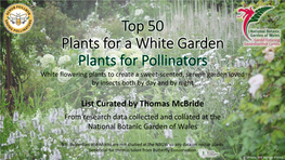 Top 50 Plants for a White Garden