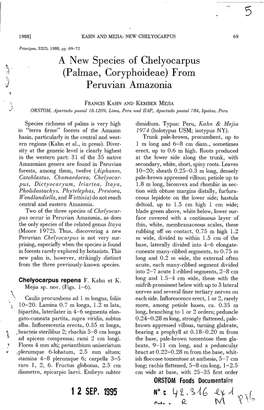 A New Species of Chelyocarpus (Palmae, Coryphoideae) From