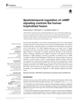 Spatiotemporal Regulation of Camp Signaling Controls the Human Trophoblast Fusion