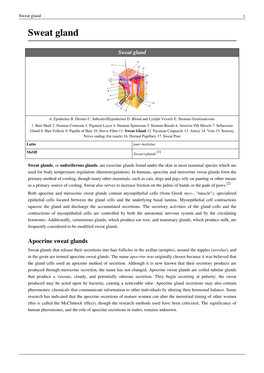 Sweat Gland 1 Sweat Gland