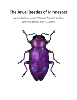 The Jewel Beetles of Minnesota