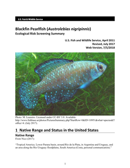 ERSS Blackfin Pearlfish (Austrolebias Nigripinnis)
