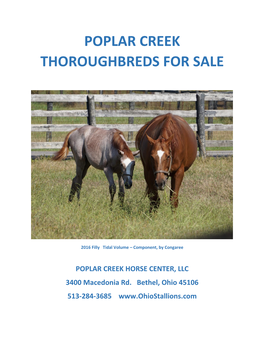 Poplar Creek Thoroughbreds for Sale