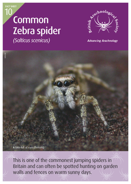 Common Zebra Spider (Salticus Scenicus) Advancing Arachnology N I K
