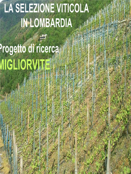 Migliorvite La Selezione Clonale Del Vitigno Nebbiolo-Chiavennasca