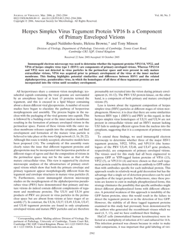 Herpes Simplex Virus Tegument Protein VP16 Is a Component of Primary Enveloped Virions