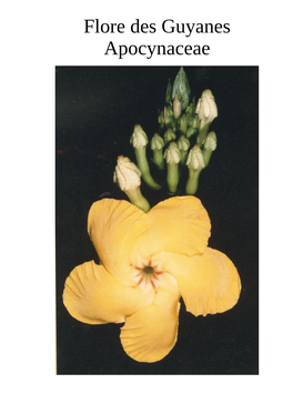 Flore Des Guyanes Apocynaceae Lucile Allorge 3