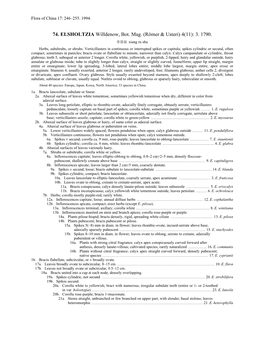 74. ELSHOLTZIA Willdenow, Bot. Mag. (Römer & Usteri) 4(11): 3