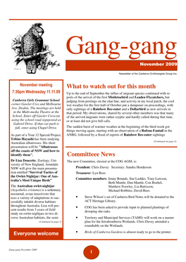 Gang-Gang November 2009