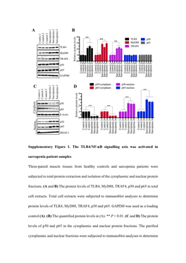 Supplementary Figure 1. the TLR4/NF-Κb Signalling Axis Was Activated In