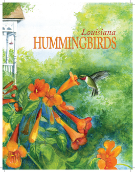 Louisiana HUMMINGBIRDSHUMMINGBIRDS