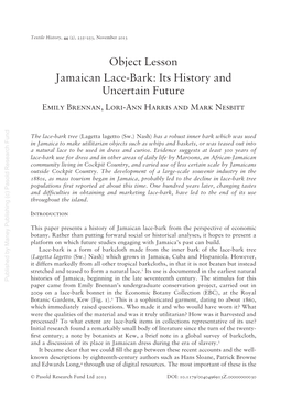 Jamaican Lace-Bark