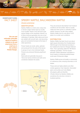Spidery Wattle, Balcanoona Wattle Fact Sheet