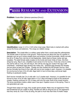 Problem: Cicada Killer (Sphecius Speciosus (Drury))