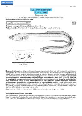 Order ANGUILLIFORMES ANGUILLIDAE Anguilla Rostrata