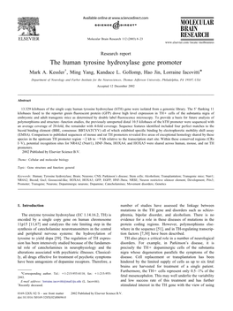 T He Human Tyrosine Hydroxylase Gene Promoter Mark A