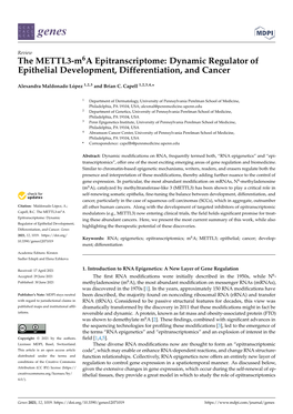 The METTL3-M6a Epitranscriptome: Dynamic Regulator of Epithelial Development, Differentiation, and Cancer