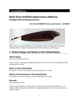 Black Ghost Knifefish (Apteronotus Albifrons) Ecological Risk Screening Summary