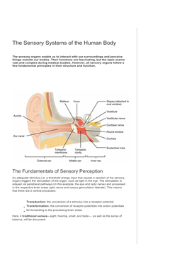 The Sensory Systems of the Human Body