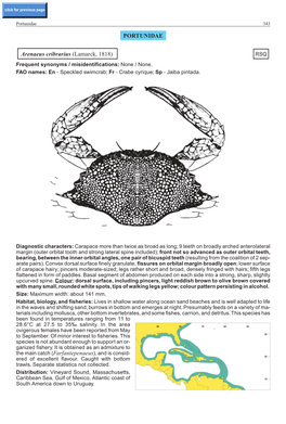 PORTUNIDAE Arenaeus Cribrarius (Lamarck, 1818)