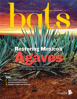 Restoring Mexico's Agaves BCI Researchers Work with Partners to Protect the ‘Nectar Corridor’