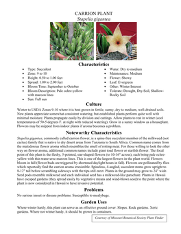 CARRION PLANT Stapelia Gigantea Characteristics