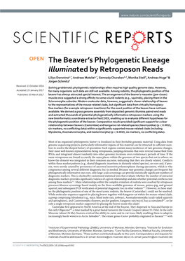 The Beaver's Phylogenetic Lineage Illuminated by Retroposon Reads