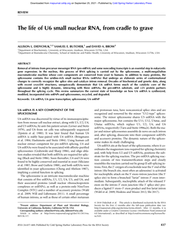 The Life of U6 Small Nuclear RNA, from Cradle to Grave