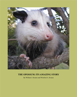 THE OPOSSUM: ITS AMAZING STORY by William J