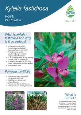 Identify Polygala Infected with Xylella