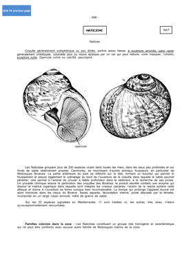 Naticidae Groupent Plus De 200 Espèces Vivant Dans Toutes Les Mers, Dans Les Eaux Peu Profondes Et Sur Fonds De Sable Relativement Propres