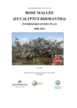 Eucalyptus Rhodantha)