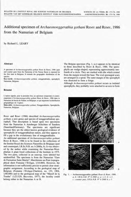 Additional Specimen of Archaeonoeggerathia Gothani Remy and Remy, 1986 from the Namurian of Belgium