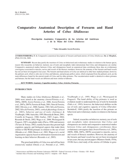 Comparative Anatomical Description of Forearm and Hand Arteries of Cebus Libidinosus