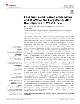 Lost and Found: Coffea Stenophylla and C. Affinis, the Forgotten Coffee