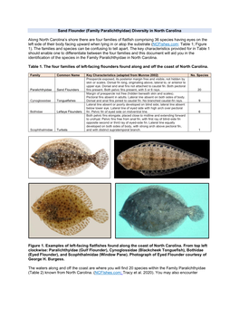 Sand Flounder (Family Paralichthyidae) Diversity in North Carolina