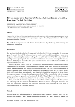 Zootaxa, Life History and Larval Chaetotaxy of Ahmetia Achaja