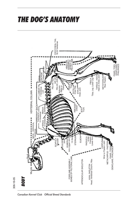 The Dog's Anatomy