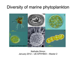 Green Algae in Marine Phytoplankton