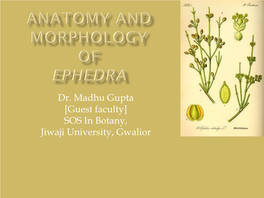 Anatomy and Morphology of Ephedra