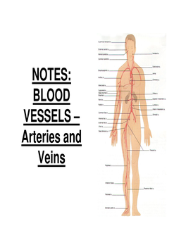 NOTES: BLOOD VESSELS – Arteries and Veins ARTERIAL SYSTEM Major Arteries Exiting the Heart: ● PULMONARY ARTERIES (From Heart to Lungs)