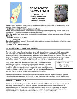 Red-Fronted Brown Lemur