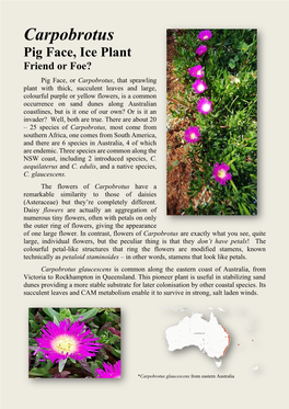 Plant of the Week – Carpobrotus