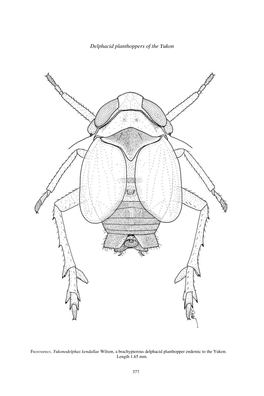 Homoptera: Fulgoroidea: Delphacidae) of the Yukon